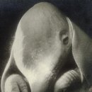 도라(Dora) 이미지