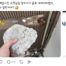 배달시킨 집 문짝 짱돌로 내려치는 배달원.jpg 이미지