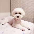 도그마 펫살롱 이미지