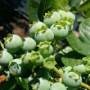 목골농장 이미지