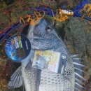 고기선수 이미지