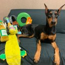 베일리펫케어 이미지