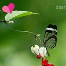 노*복 이미지