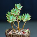 자이안트 이미지