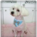 뭉치 이미지