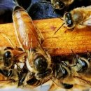 신왕농장 이미지