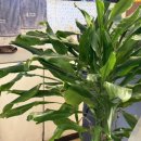 와우돈가스 | 동성로 맛집 대구 반월당 와우돈까스