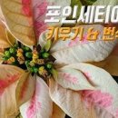 포인세티아 키우기 물주기 빨간게 꽃이 아니라고?(ft.꽃말) 이미지