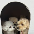 멍스가든 이미지