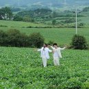 김영옥농장 이미지