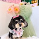 Coco Grooming 네이버블로그