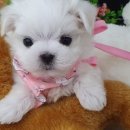 우아펫 대전점 이미지