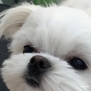 보드레 애견미용실 이미지