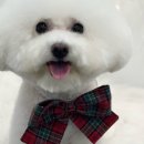 그루밍 멈머 이미지