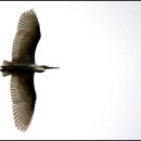 소나무둥지 이미지