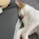 대웅슈퍼 | 고양이슬개구탈구영양제 추천 대웅펫 임팩타민펫 후기