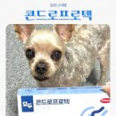 프로텍 | 노령견 강아지 관절 영양제 콘드로프로텍 후기