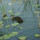 미운오리새끼 이미지