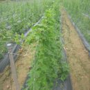 할머니농장 이미지