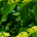 대추나무 이미지