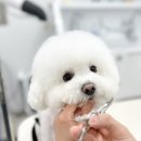 댕그리몽 네이버블로그