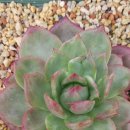 봉황슈퍼 이미지