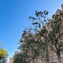 메트로폴관광호텔 | 11. 스페인여행 : 세비야 이모저모 - 산타크루스 지구, 이사벨 2세다리, 메트로폴파라솔, 라 브루닐다