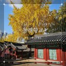 동래향교 | 부산 은행나무 명소 동래향교 방문 후기