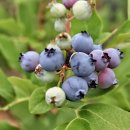 현주농장 이미지