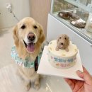 베리멍 | [하남 애견수제간식 베리멍]미사강아지케이크 특별한 선물