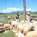 양떼마트 이미지