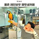 레인보우앵무새카페