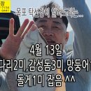 4월 13일, 낚시해서 도다리2미, 감성돔3미, 망둥어1미, 돌게1미 잡았어요 ~^^ 이미지