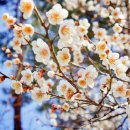 영가초등학교 이미지