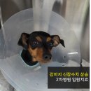하트만동물병원 | 강아지 신장수치 상승 시 치료 과정 | 신부전 정맥 수액 5일 후 변화와 입원 비용 정리