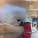 대전고양이분양 퍼피댕 캣 안심분양소 둔산점 | 대전고양이분양 퍼피댕 고양이와 행복하게 사는 방법 공개