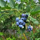 제일농원 이미지