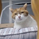 24시 센텀동물메디컬센터 연산점 | 고양이 구토, 침 흘림, 위염, 췌장염 입원치료 후기 (부산)
