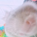 햄동대장 이미지