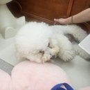 로운이네 살롱 이미지