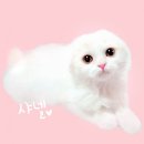 서울특별시 관악구 중앙동주민센터 이미지