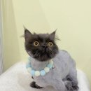 미야옹실 이미지