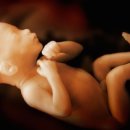 낙태된 아이들로 만든 인공 감미료가 주요 식품회사에서 사용되고 있다. 이미지