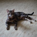 소유뱅갈캐터리 이미지