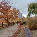 낙엽을 그리워 합니다. 이미지