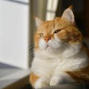 서초대로52길 12 이미지