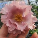 장미하우스 이미지