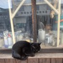 11260-2-10-3 | 일본 요나고여행 26/3/8-10(2박3일) 후기(2)