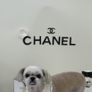 순댕이샵 이미지