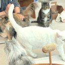 고영주택 | &lt;고영주택&gt;김포 고양이 카페ㅣ주말 방문 후기